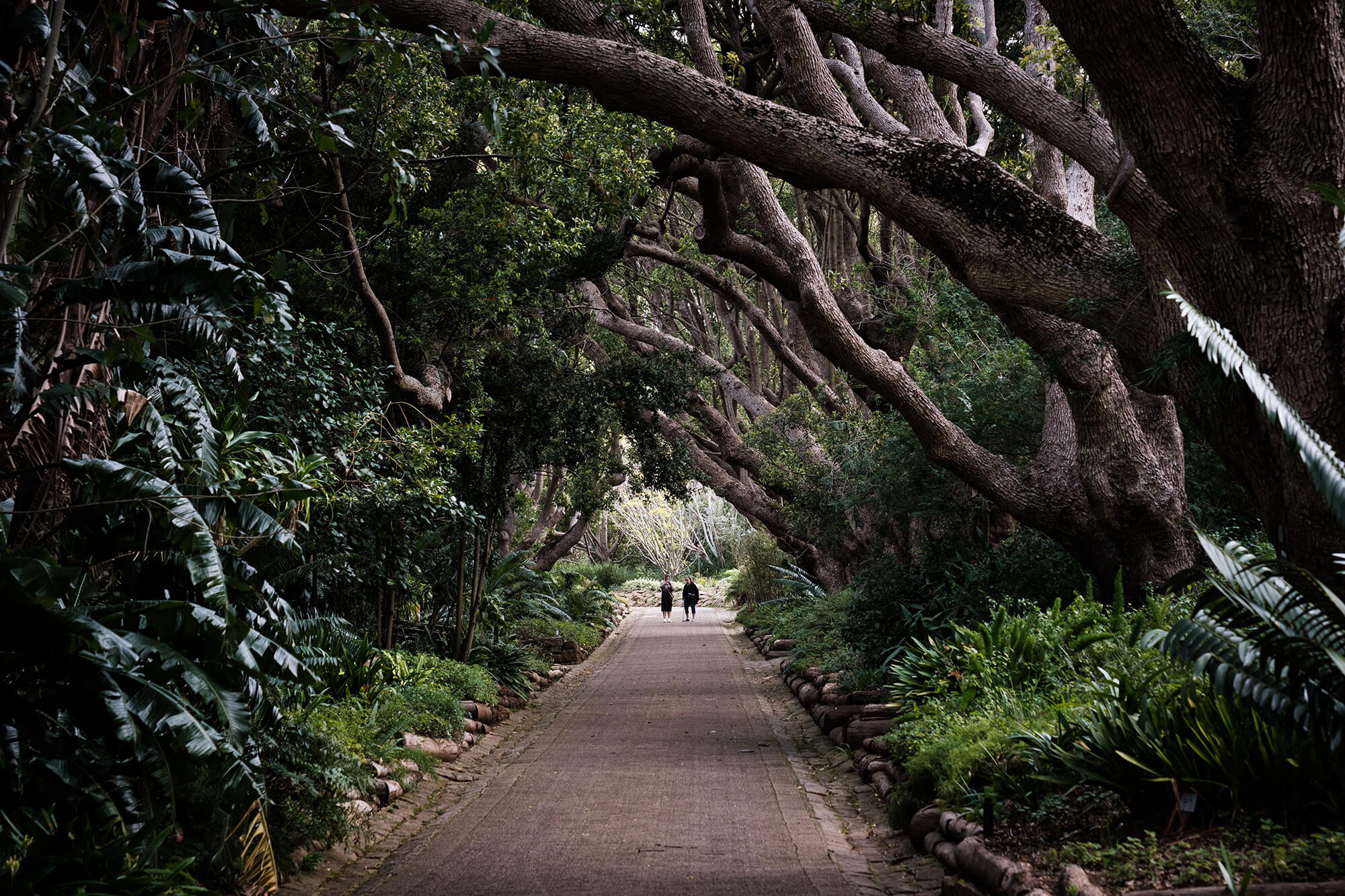 Kirstenbosch Botanical Garden